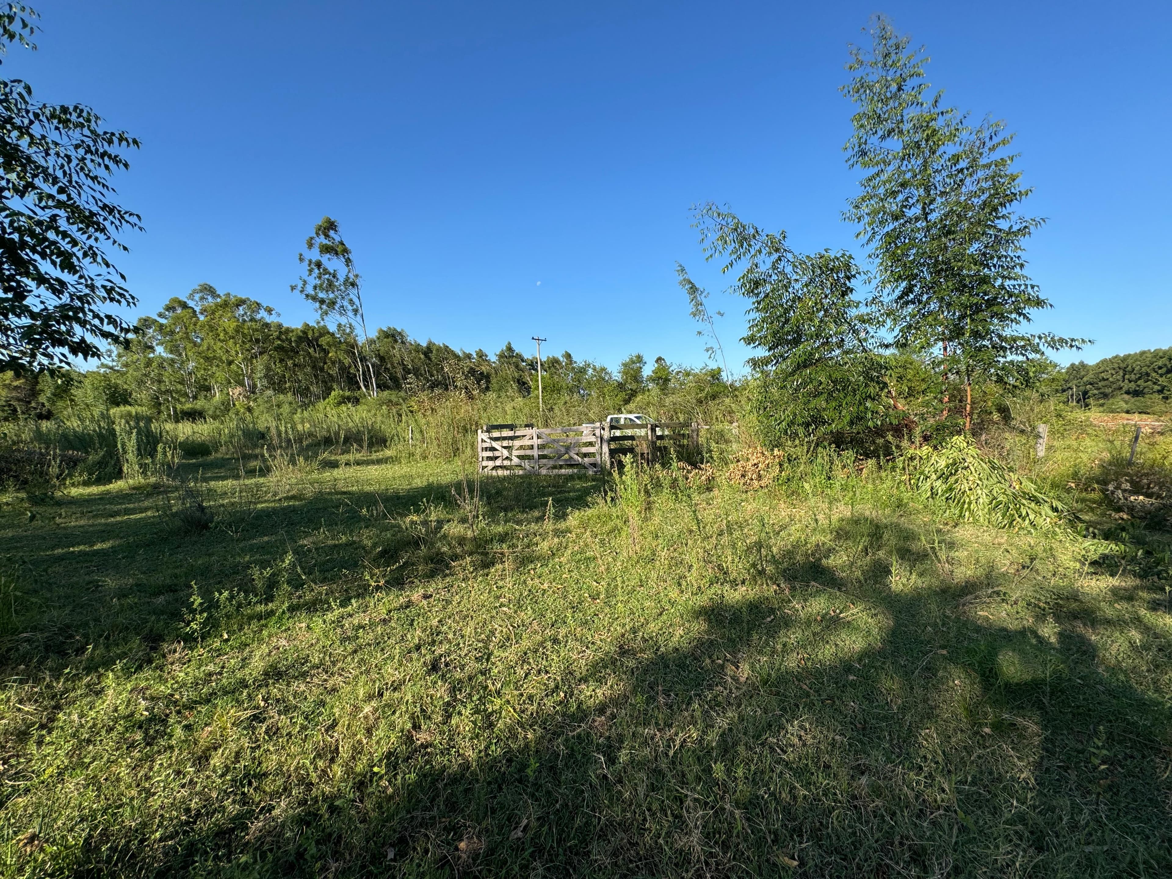 NUEVE (9) HÉCTAREAS FORESTADAS aproximadamente a 10 Km. de la ciudad de Monte Caseros