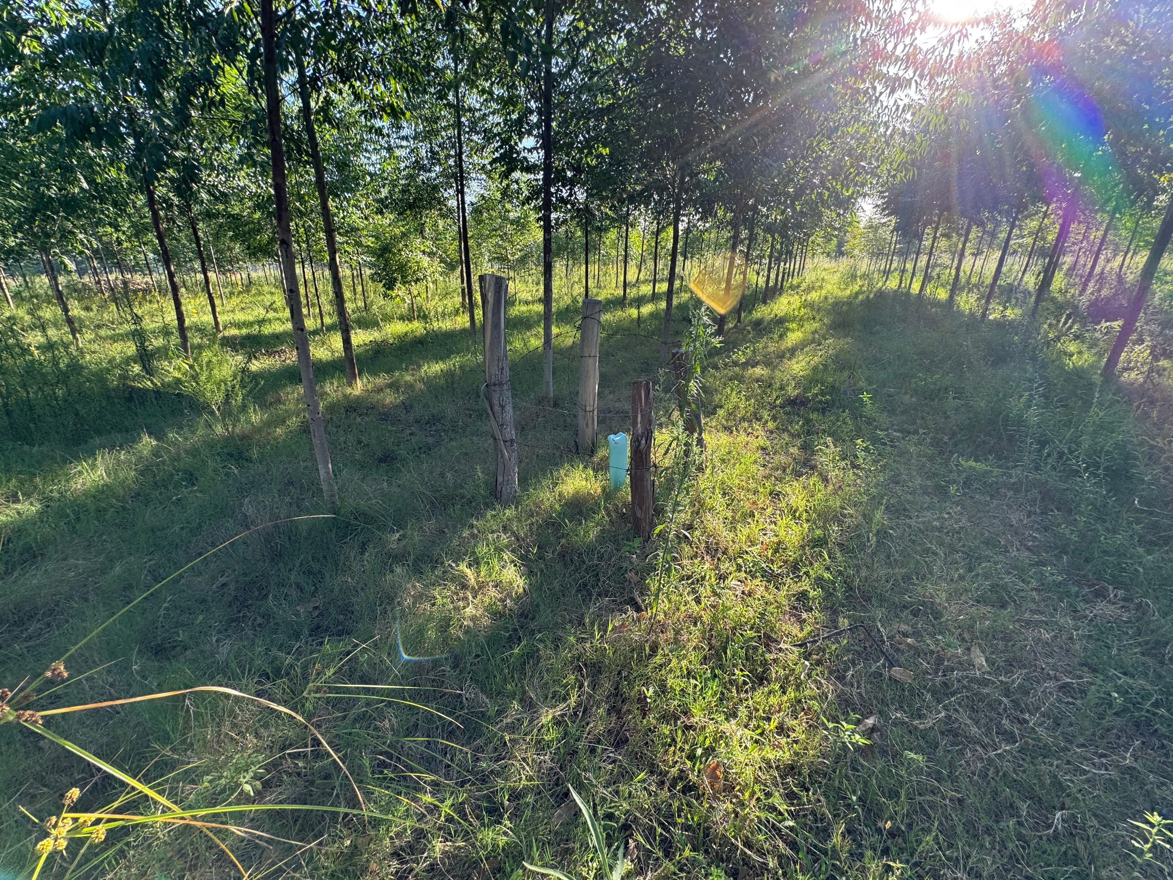 NUEVE (9) HÉCTAREAS FORESTADAS aproximadamente a 10 Km. de la ciudad de Monte Caseros