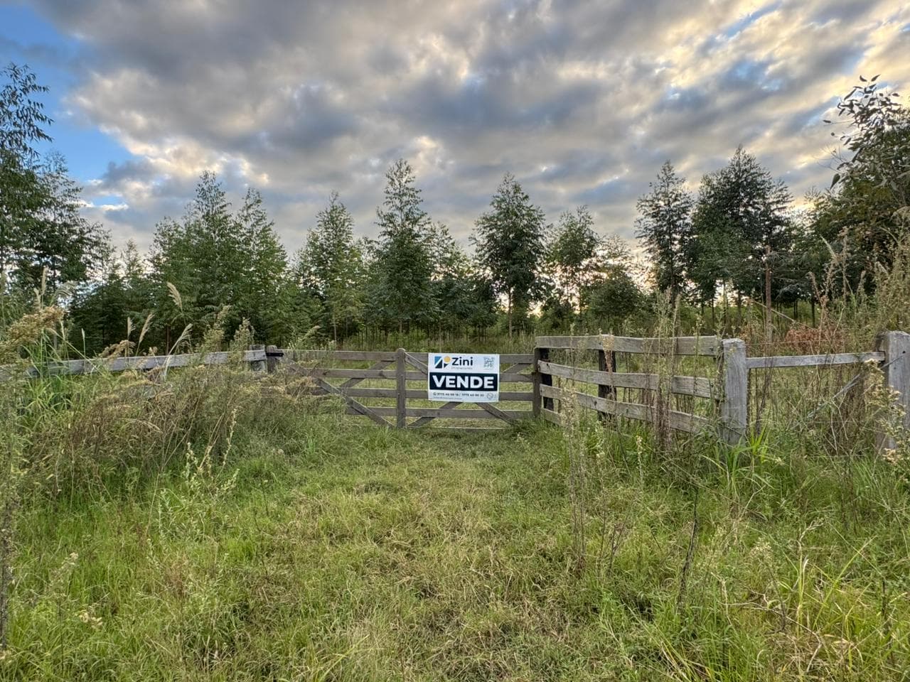 NUEVE (9) HÉCTAREAS FORESTADAS aproximadamente a 10 Km. de la ciudad de Monte Caseros